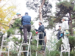 松の木の切り方を教わる参加者
